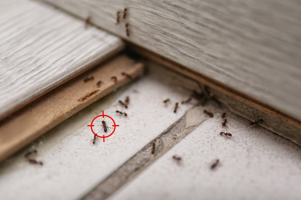 Best Pest Control Near Me in Rancho Mission Viejo, CA