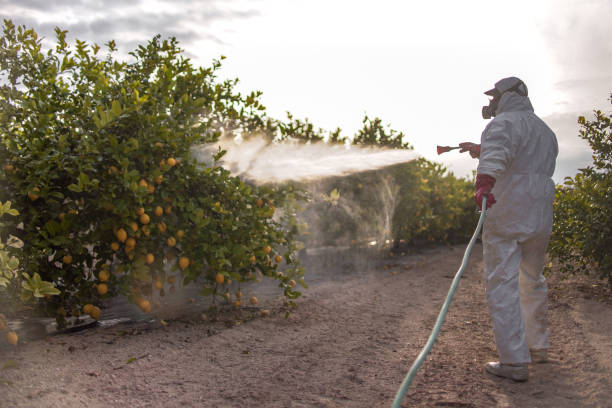 Wasp Removal Services in Rancho Mission Viejo, CA