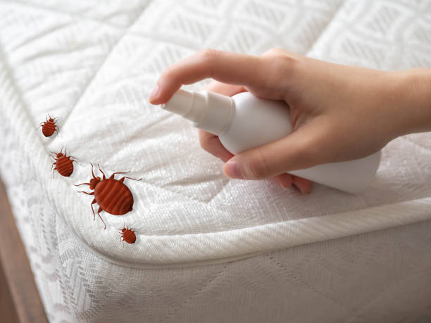 Best Best Pest Control Companies  in Rancho Mission Viejo, CA
