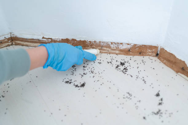 Best Rat Extermination Near Me  in Rancho Mission Viejo, CA