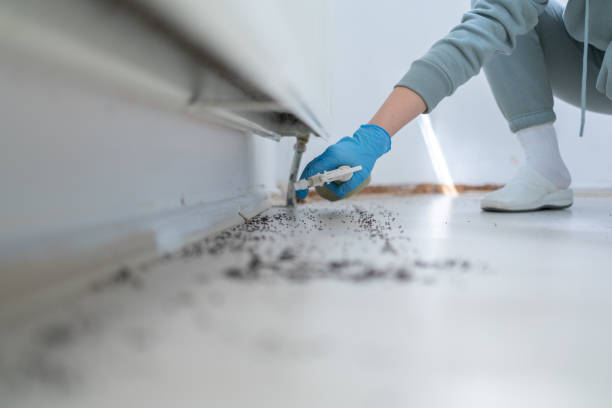 Best Affordable Pest Control Services  in Rancho Mission Viejo, CA